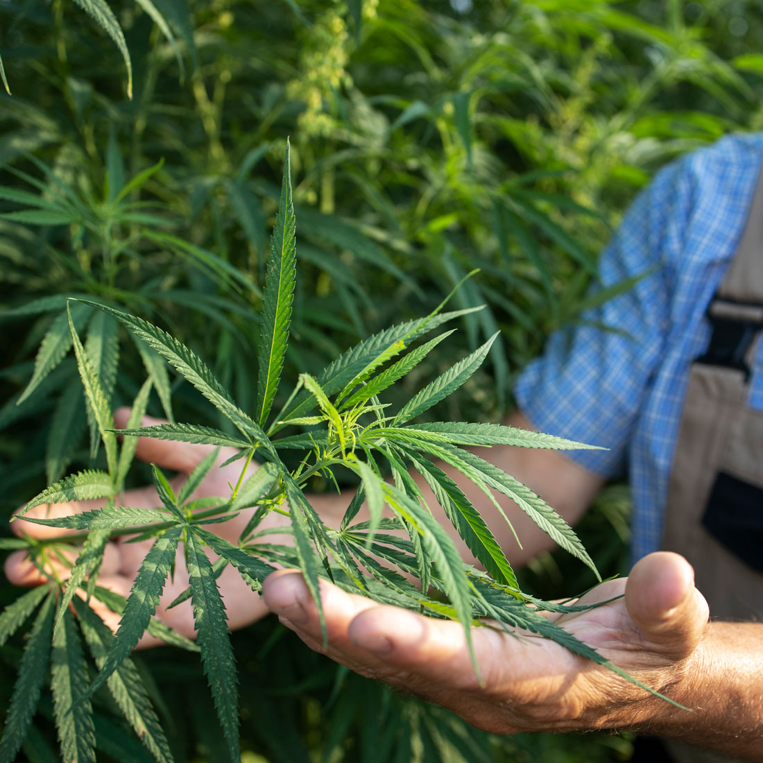 Cannabis Farmer